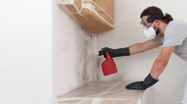 Professional Black Mold Removal technician working in Bedford, TX